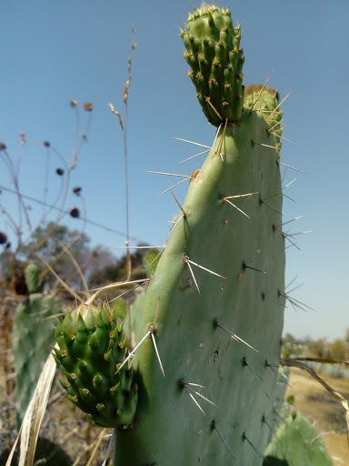 Rancho Los Arellanos