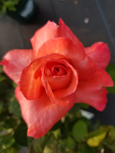 Garden Center «Blooms at Belle Mead», reviews and photos, 1980 US-206, Belle Mead, NJ 08502, USA