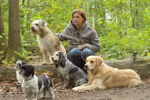 Dream Buddy's Hondencentrum voor Dagopvang en training van je hond image