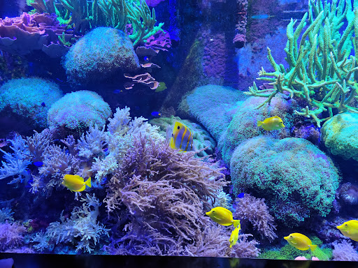 Aquarium «Aquarium of Niagara», reviews and photos, 701 Whirlpool St, Niagara Falls, NY 14301, USA