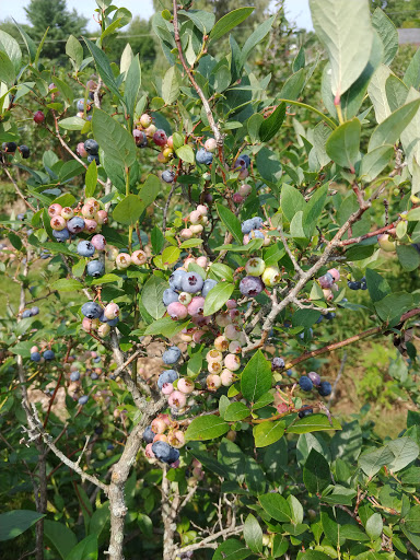 Farm «Heron Pond Farm», reviews and photos, 299 Main Ave, South Hampton, NH 03827, USA