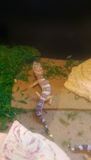 Pet Supply Store «PetSmart», reviews and photos, 1042 Fairplain Dr, Benton Harbor, MI 49022, USA