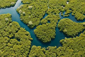 الموقع المقترح لإنشاء غابة اشجار المانغروف الوطنية image