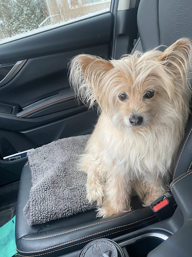 Insurance Agency «Susan Soffredine Rauser - State Farm Insurance Agent», reviews and photos