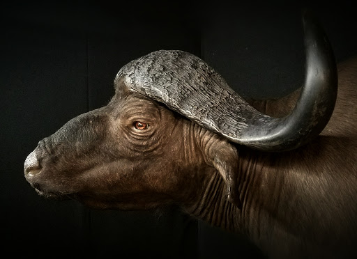 Taxidermist «HighPoint Taxidermy And Outfutters», reviews and photos, 14860 OH-13, Thornville, OH 43076, USA