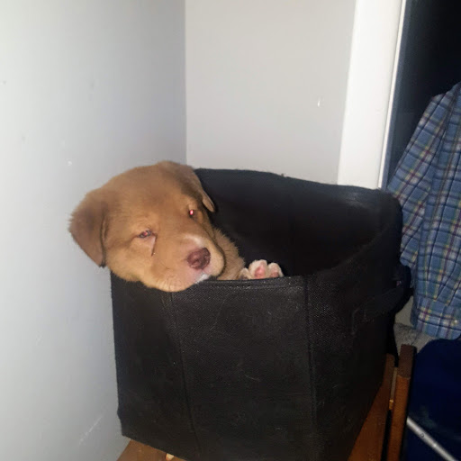 Pet Supply Store «Petco Animal Supplies», reviews and photos, 4908 Kingston Pike, Knoxville, TN 37919, USA