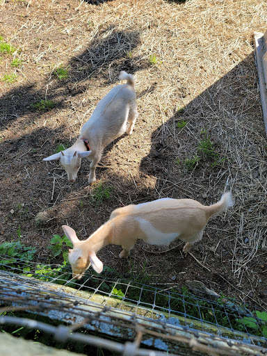 Animal Rescue Service «Ray of Light Farm Inc», reviews and photos, 232 Town St, East Haddam, CT 06423, USA