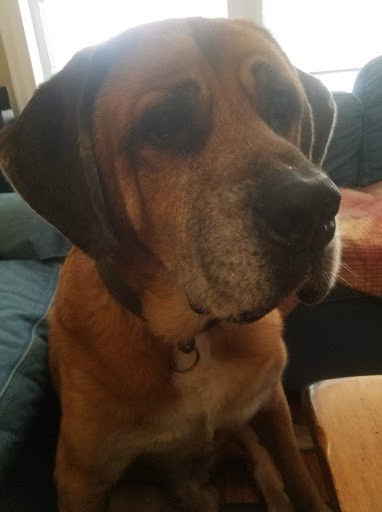 Pet Supply Store «Brookside Barkery & Bath», reviews and photos, 118 W 63rd St, Kansas City, MO 64113, USA