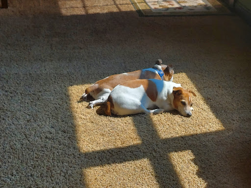 AnRus Veterinary Clinic image