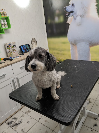 Susanne Novotny Hundesalon unter Münchsteinach, 