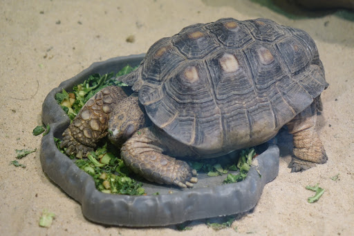 Zoo «Central Park Zoo», reviews and photos, E 64th St & 5th Ave, New York, NY 10021, USA