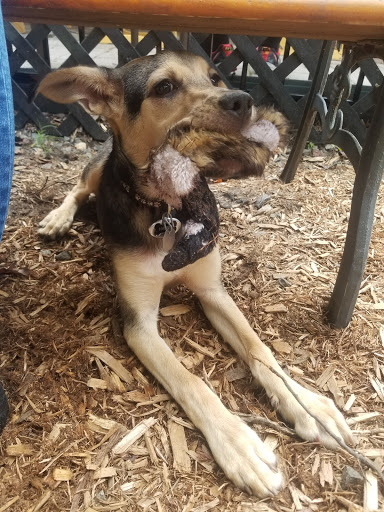 Pet Supply Store «The Hungry Puppy», reviews and photos, 1288 NJ-33, Farmingdale, NJ 07727, USA