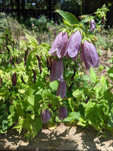 Museum «Barrington Hall», reviews and photos, 535 Barrington Dr, Roswell, GA 30075, USA