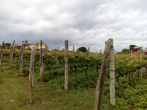 Logo da empresa - Adega Sibinel