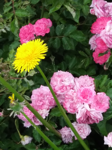 Golf Club «Dyker Beach Golf Course», reviews and photos, 1030 86th St & 7th Ave, Brooklyn, NY 11228, USA