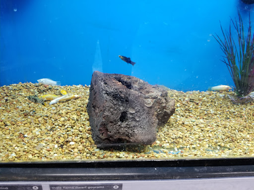 Pet Supply Store «Petco Animal Supplies», reviews and photos, 1694 Boston Rd, Springfield, MA 01129, USA