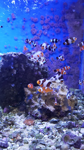 Tropical Fish Store «Advanced Marine Aquatics», reviews and photos, 1083 Willis Ave, Albertson, NY 11507, USA