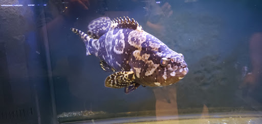 Tropical Fish Store «Aquarium Design Network», reviews and photos, 296 E Jericho Turnpike, Huntington Station, NY 11746, USA