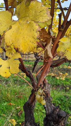 Winery «David Hill Vineyards & Winery», reviews and photos, 46350 NW David Hill Rd, Forest Grove, OR 97116, USA