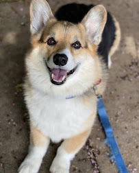Happy Pup - Photo 4 - Car repair in , Alexandria