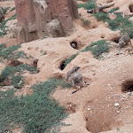 Photo n° 41 de l'avis de Angelique.i fait le 10/09/2022 à 16:55 pour ZooParc de Beauval Entrée Nord à Saint-Aignan