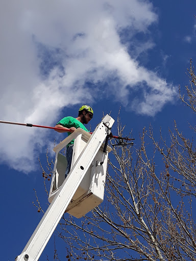 North Baltimore Tree Service 1
