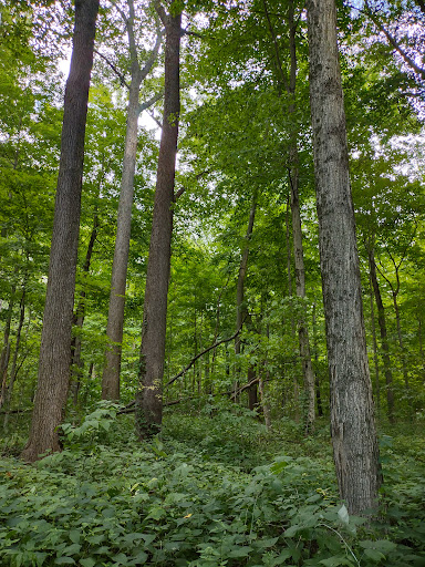 Nature Preserve «Meltzer Woods», reviews and photos, 1522 S 600 E, Shelbyville, IN 46176, USA