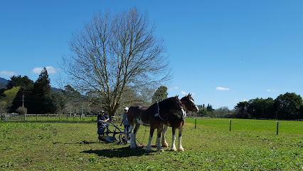 Pirongia Clydesdales & Friesian Horses