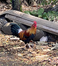 GoVibe - Photo 5 - Car repair in Honolulu, HI, Honolulu