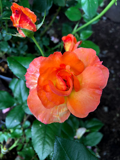 Garden Center «Stonewall Garden Center», reviews and photos, 4675 PA-447, Canadensis, PA 18325, USA