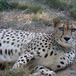 Photo n° 18 de l'avis de davy.a fait le 24/09/2021 à 06:43 pour Zoo de La Boissière du Doré à La Boissière-du-Doré