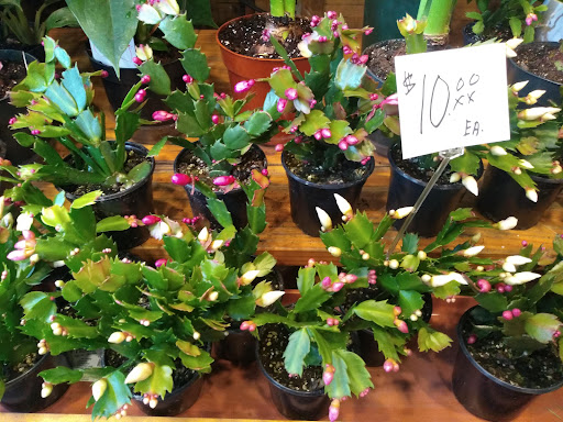 Florist «Sunshine Florist Inc.», reviews and photos, 946 1st Avenue, New York, NY 10022, USA