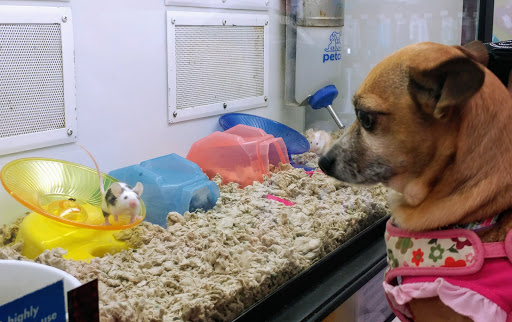 Pet Supply Store «Petco Animal Supplies», reviews and photos, 2722 N Josey Ln #107, Carrollton, TX 75007, USA