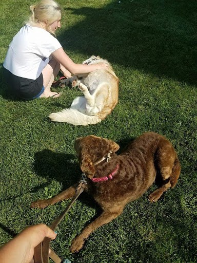 1 Love Dog Rescue image