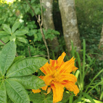 Photo n° 3 de l'avis de Mona.e fait le 19/07/2022 à 11:34 pour Jardin d’Atmosphère du Petit-Bordeaux à Saint-Biez-en-Belin