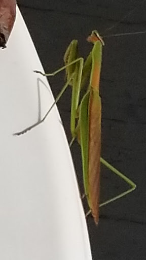 Tobacco Shop «Tobacco Shop LLC», reviews and photos, 89 Pratt St, Hartford, CT 06103, USA