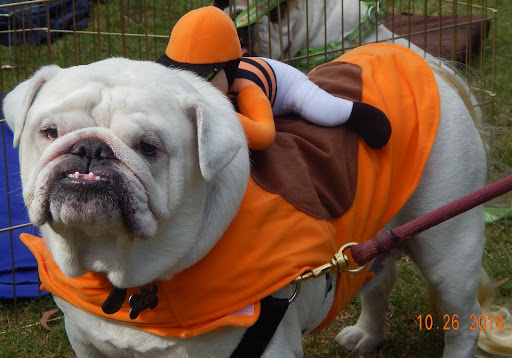 Dr. Kraemer Vet4Bulldog image