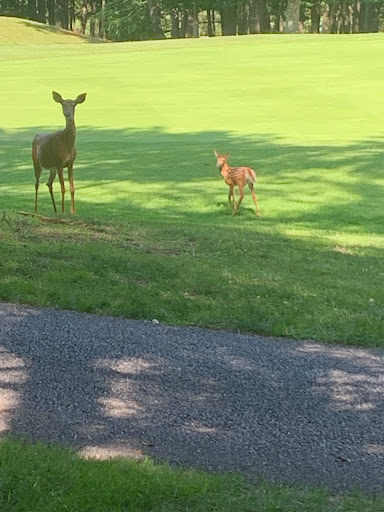 Golf Course «Mountain Greens Golf Course», reviews and photos, 1822 Resort Drive, McGaheysville, VA 22840, USA