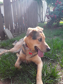 Dog Tired St. Louis, LLC - Photo 7 - Car repair in St. Louis, MO, St. Louis