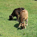 Photo n°2 de l'avis de Nici.i fait le 23/08/2018 à 14:37 sur le  Alpe Topfen à Burgberg im Allgäu