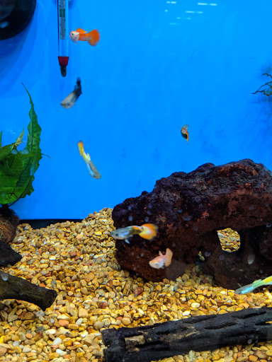 Pet Supply Store «Petco Animal Supplies», reviews and photos, 11 Cornerstone Square #200, Westford, MA 01886, USA