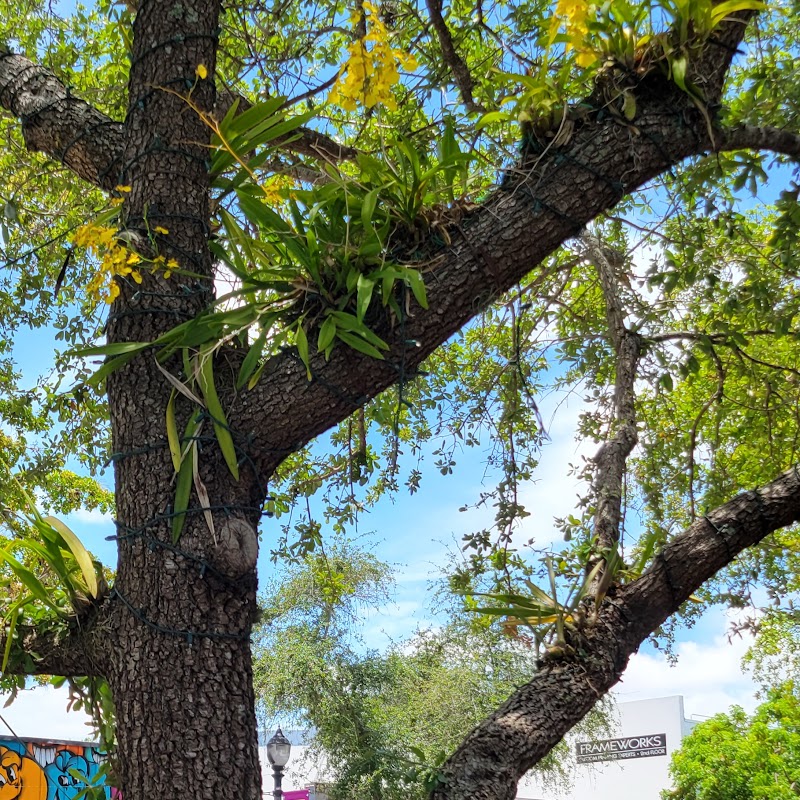 Coconut Grove Orchid Walk