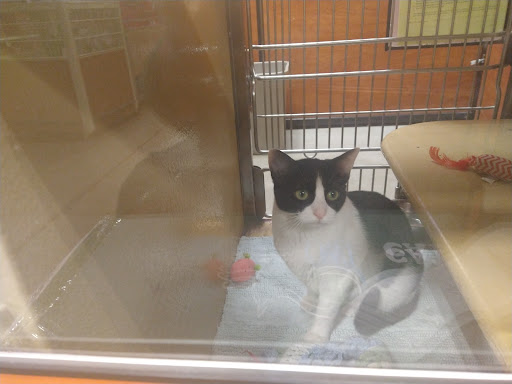 Pet Supply Store «PetSmart», reviews and photos, 948 Springfield Rd, Union, NJ 07083, USA