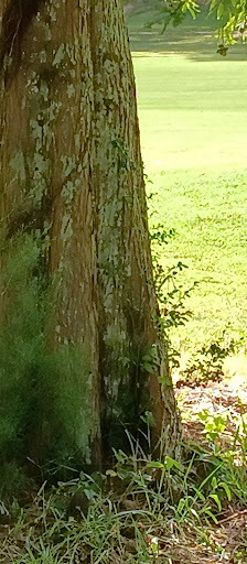 Golf Club «Monroe Golf and Country Club», reviews and photos, 1414 Alcovy St, Monroe, GA 30655, USA