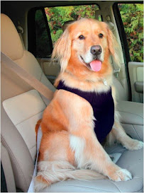 Keep Doggie Safe - Photo 6 - Car repair in , Huntington Beach