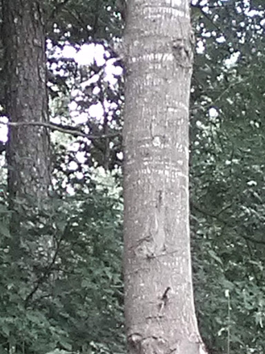 Park «Memorial Park», reviews and photos, 106 Jennings Way, Stockbridge, GA 30281, USA