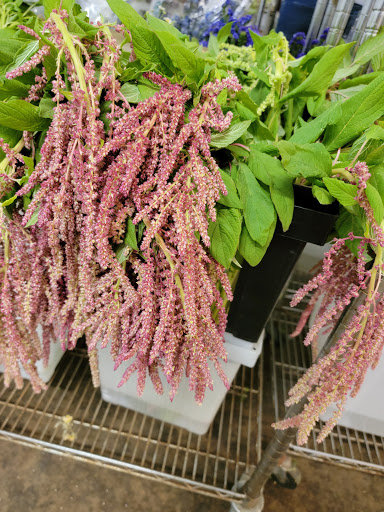 Florist «Botanica Wholesale Florist», reviews and photos, 3208 International Pl, Irving, TX 75062, USA