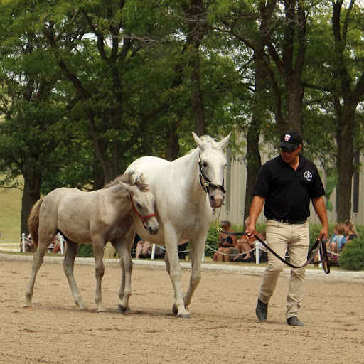 Tourist Attraction «The Tempel Lipizzans», reviews and photos, 17000 W Wadsworth Rd, Old Mill Creek, IL 60083, USA