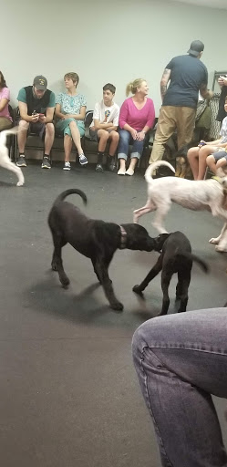 Pet Supply Store «Dogology», reviews and photos, 166 Albany Turnpike, Canton, CT 06019, USA