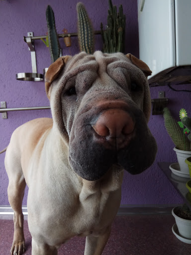 Clínica Veterinaria Canelia en Valdemoro